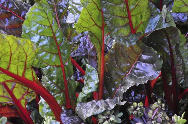 OR, Portland Rainbow chard in vibrant color